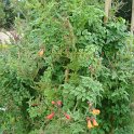 Eccremocarpus scaber